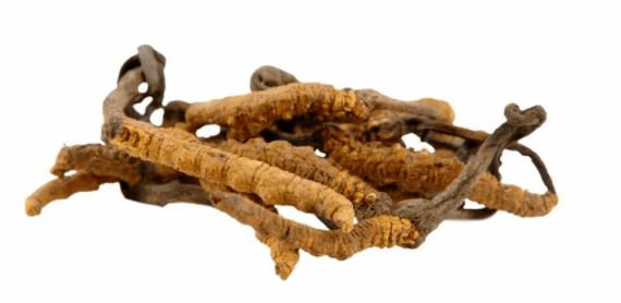 cogumelo cordyceps em Gluconol